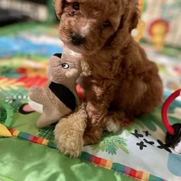 Cavapoo and Cockapoo Puppies from Benji’s Cockapoos
