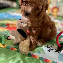 Cavapoo and Cockapoo Puppies from Benji’s Cockapoos