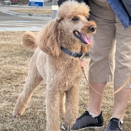 Goldendoodle All Grown Up from Elevation Goldens