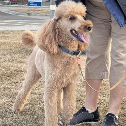 Goldendoodle All Grown Up from Elevation Goldens