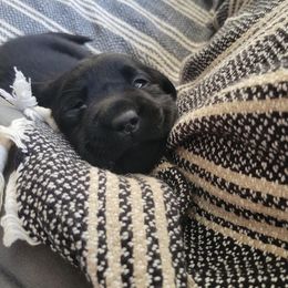 Labrador Retriever Puppies from Mac's Labradors