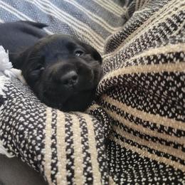 Labrador Retriever Puppies from Mac's Labradors