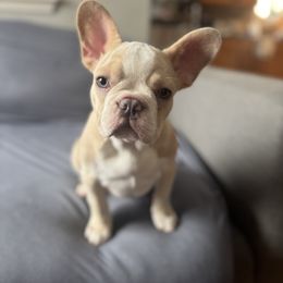 Linguine - Cream female French Bulldog puppy in Winchester, Kentucky from Central Kentucky Blue Bell French Bulldogs