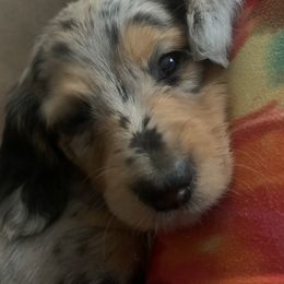 Dachshund Puppies from Grimm Tailed Doxies