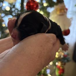 Willow - Tri-color female Bernedoodle puppy in Carlotta, California from Lost Coast Bernese Mountain Dogs