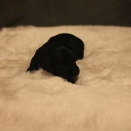Pumpkin - Black female Cockapoo puppy in Philomath, Oregon from Gold Heart Pups