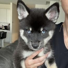 Fang Mini - Wolf sable male Pomsky puppy in Pasco County, Florida from Pomsky Hills