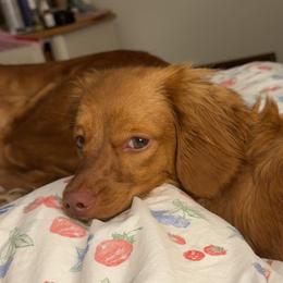 Hildegard - Dachshund