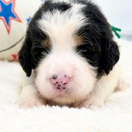 Tubby - Tri-color male Bernedoodle puppy in Hegins, Pennsylvania from Bubbling Springs Doodles, LLC
