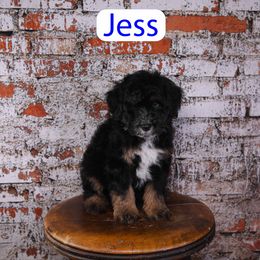 Jess - Black tri-color male Assorted Doodle Crosses puppy in Calhoun, Georgia from Happy Top Doodles