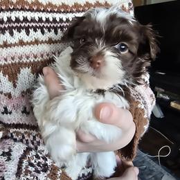 Boy 1 - Chocolate male Havanese puppy in Melba, Idaho from Lawson Havanese