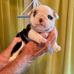 Splash - Black tri-color female Bulldog puppy in Temple Terrace, Florida from Heavensent Bulldogs