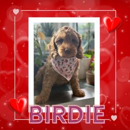 Birdie - Caramel red female Australian Labradoodle puppy in Citrus Heights, California from Elite Blend Labradoodles