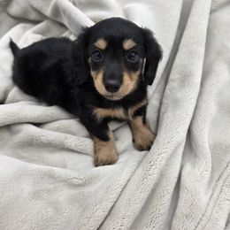 Dachshund Puppies from Yadkindale Kennel