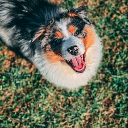 Australian Shepherd Puppies from Queen City Farm
