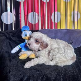 Donald (orange collar) - Blenheim male Cavapoo puppy in Modesto, California from Molly n Friends