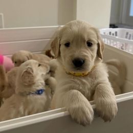 Golden Retriever Puppies from Laryssa Stefano