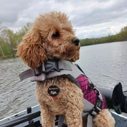 Phoenix - Poodle