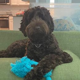 Scout - Australian Labradoodle