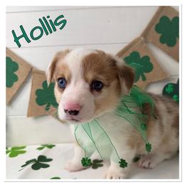 Hollis(fluff and bluie carrier red merle) - Red merle and white female American Corgi puppy in Scottown, Ohio from Wyndy Ridge Corgis