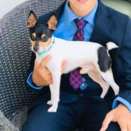 Jagger - Toy Fox Terrier