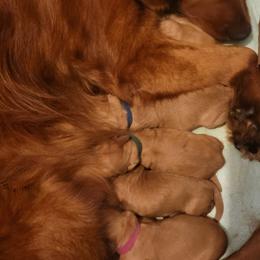 Boy 4 Gray - Dark golden male Golden Retriever puppy in Scurry, Texas from 07 Seven Oaks Goldens and Doodles