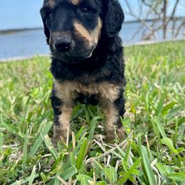 Korra - Phantom female Poodle puppy in Jacksonville, Florida from Creek Side Kennels