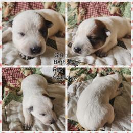 Girl 1 - Red mottled female Australian Cattle Dog puppy in Bradford, Arkansas from Cedar Rock Heelers and Kelpies
