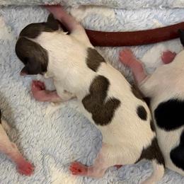 Latte - Sable spotted white female Chihuahua puppy in Franklin, North Carolina from A&J Cutie Pawtooties