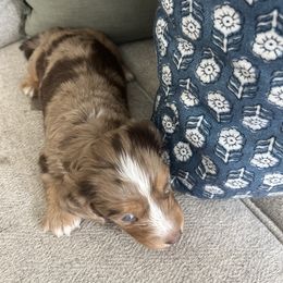 Dachshund Puppies from Southern Pearl Doxies