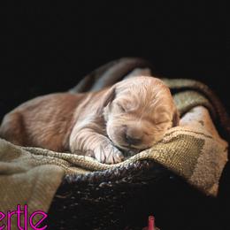 Mertle - Golden female Golden Retriever puppy in Florida from Golden Meadow