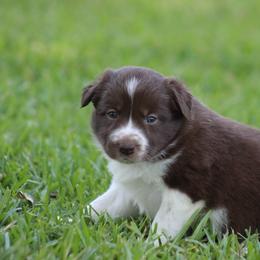 Red girl 2 - Red female Border Collie puppy in Tylertown, Mississippi from Cool Meadow Farms
