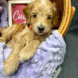 Jasper - Red  male Goldendoodle puppy in Boise, Idaho from Goldendoodle Baby
