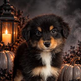 Chérie - Black tri-color female Australian Shepherd puppy in Fultonville, New York from Sandy Aussies, Mini Dachshunds & Pomeranians