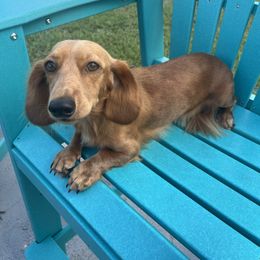 Honey - Dachshund