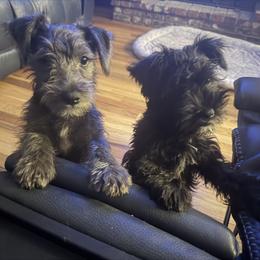 Miniature Schnauzer Puppies from Cape Cod Miniature Schanauzer