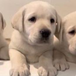 Boy 1 - Yellow Labrador Retriever puppy in Hutto, Texas from Texas Bluebonnet Labs