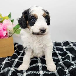 Galadriel - Black and white female Bernedoodle puppy in Granton, Wisconsin from Rose River Farms