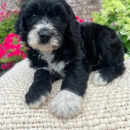 Mochi - Black male Goldendoodle puppy in Ottawa, Ohio from Simply Beautiful Goldendoodles