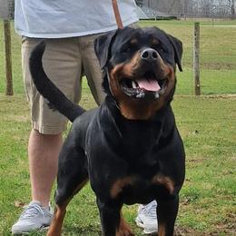 Aspen - Rottweiler