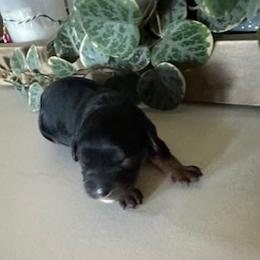 Mo - Black and tan male Cavapoo puppy in St. Louis, Missouri from Sweet Snuggles Cavapoos
