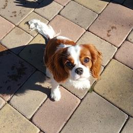 Penny - Cavalier King Charles Spaniel