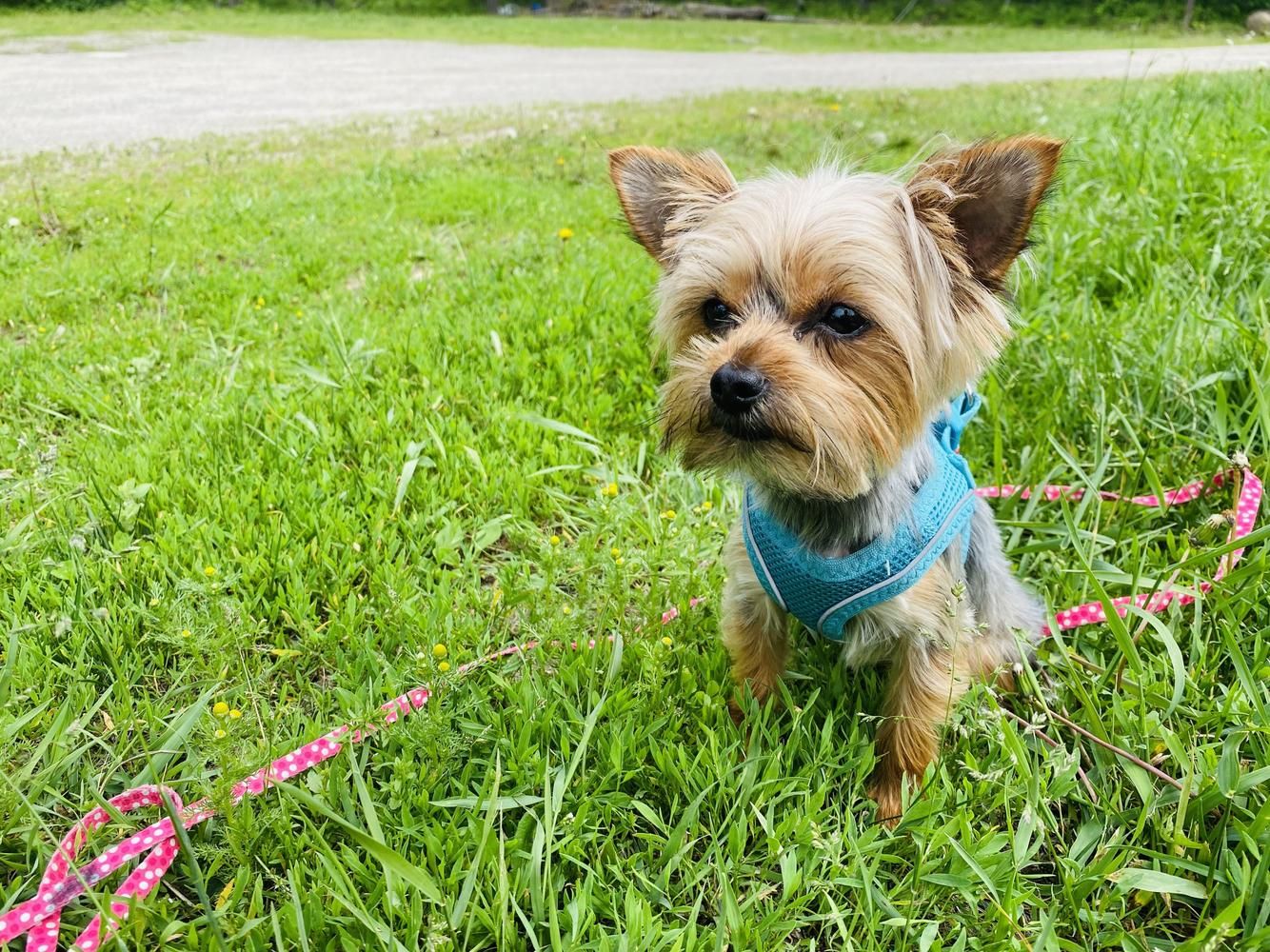 Yorkshire Terrier - Raça de cachorro