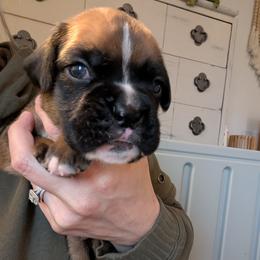 Archie - Fawn male Boxer puppy in Wellington, Ohio from Brinkhaven Boxers