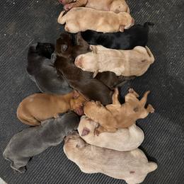 Orange - Yellow male Labrador Retriever puppy in Newton Grove, North Carolina from Wayalife Labradors & Gsp’s
