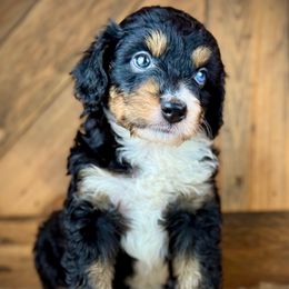 BTF1 - Black tri-color female Aussiedoodle puppy in Prague, Oklahoma from Classic K9’s  Aussies & Doodles
