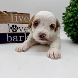 Pink Girl - Parti female Goldendoodle puppy in Philadelphia, Mississippi from Oakie Doodles