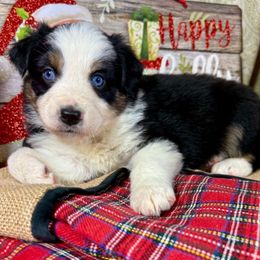 Jingle - Blue merle female Australian Shepherd puppy in Howardsville, Virginia from Spectacular Aussies and Cavaliers
