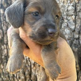 Beau - Blue and tan male Dachshund puppy in Bentonville, Arkansas from Boujee Buns Dachshunds