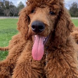 Goldendoodles and Poodles from Remnant Ranch Reds